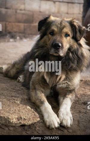 Les chiens parlent, mais seulement à ceux qui savent écouter. Banque D'Images