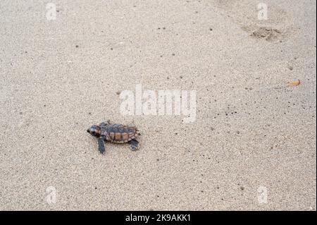 Émergence de tortues sur une plage des Caraïbes Banque D'Images