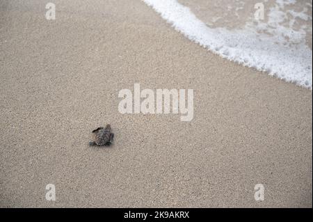 Émergence de tortues sur une plage des Caraïbes Banque D'Images