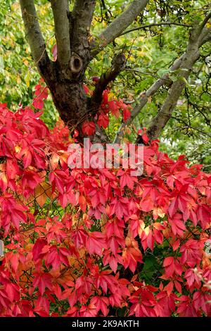 Ivy à cinq doigts, Creeper de Virginie, Ivy à cinq feuilles, Woodbine de Virginie, rouge, Escalade, plantes, plante de Climber sur fil automne Climber dans un terrain de verger Banque D'Images