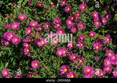 Aster novi belgii 'Bahamas' une plante herbacée rose magenta été automne vivace fleur plante communément connue sous le nom de Michaelmas Daisy stock photo image Banque D'Images