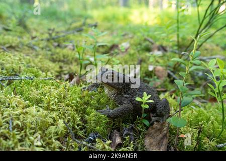 Un grand crapaud commun, Bufo bufo se tenant dans un environnement boisé dans la forêt protégée de Närängänvaara près de Kuusamo, dans le nord de la Finlande Banque D'Images