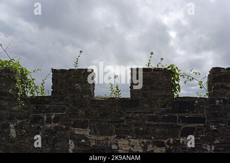 Une promenade autour du château de Laugharne dans le Carmarthenshire, prenant diverses photos d'intérêt. Numéro 4035 Banque D'Images