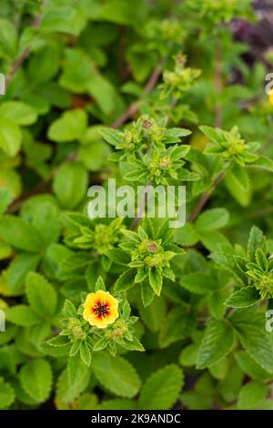 Photo prise au jardin botanique national du pays de Galles en juillet 2022 montrant potentilla annt. Numéro 4029 Banque D'Images