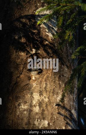 Petite espèce de nuthatch eurasien juvénile en attente de nourriture dans un trou de nidification à la fin d'une soirée printanière dans la forêt boréale estonienne, en Europe du Nord Banque D'Images