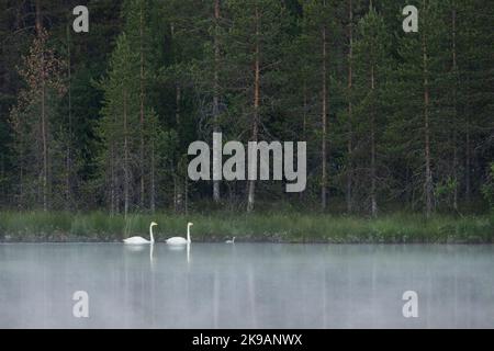 La famille de Whooper cygne nageant sur un lac brumeux le matin près de Kuusamo, dans le nord de la Finlande Banque D'Images