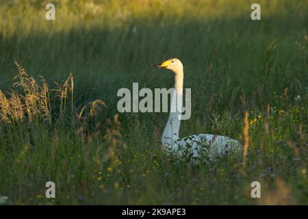 Les cygnes de Whooper se laissent éclairer par la lumière du soleil lors d'une soirée d'été près de Kuusamo, dans le nord de la Finlande Banque D'Images