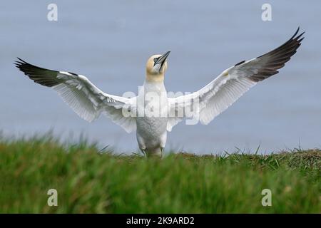 Gannet du Nord, Gannet, Morus bassanus, ailes adultes qui flottent après avoir préenné Banque D'Images