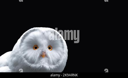 Gros plan d'un hibou blanc avec des yeux orange et un bec jaune, fond noir, minimalisme, espace de copie, horizontal Banque D'Images