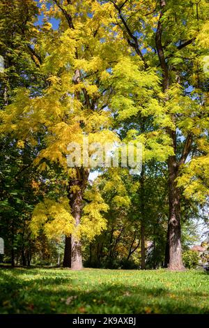 Journée ensoleillée et arbres colorés dans parc d'automne vide . Banque D'Images