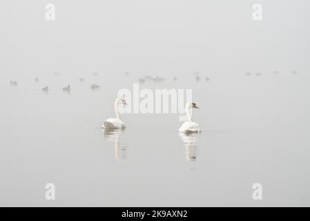 Une paire de cygnes muets (Cygnus olor) flottant sur un lac couvert de brume. Banque D'Images