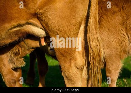 Vache brune éclairée au soleil et 2 petits veaux nouveau-nés dans le champ de la ferme (jeunes affamés, lait maternel, gros plan) - Yorkshire, Angleterre, Royaume-Uni. Banque D'Images