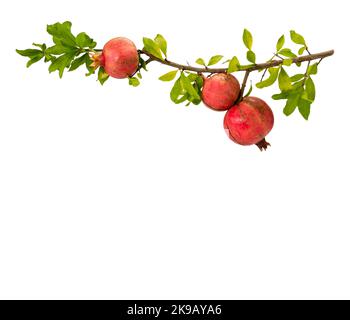 Branche de grenade avec trois fruits mûrs et feuilles isolées sur blanc, chemin de coupure, espace de copie Banque D'Images