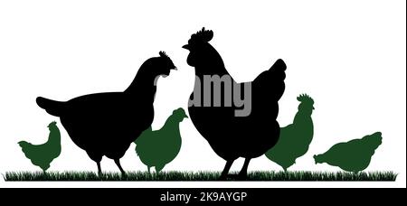 Poulets en pâturage. Silhouette de l'image. Animaux de la ferme. Volaille domestique pour obtenir des oeufs. Isolé sur fond blanc. Vecteur. Illustration de Vecteur