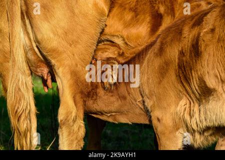 Vache brune éclairée au soleil et 2 petits veaux nouveau-nés debout dans le champ de la ferme (jeunes enfants jumeaux affamés, lait maternel, gros plan) - Yorkshire, Angleterre, Royaume-Uni. Banque D'Images