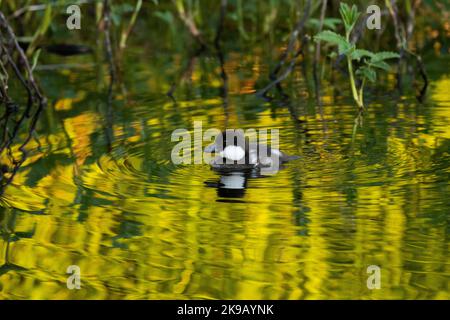 Petit juvénile Grand oeil d'or nageant dans un lac au printemps en Estonie, en Europe du Nord. Banque D'Images