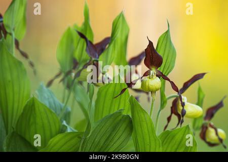 Orchidée lady-slipper en fleurs dans la forêt boréale estonienne au début de la matinée d'été Banque D'Images