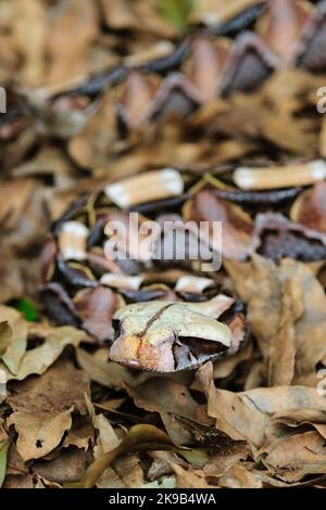 Gaboon Adder (Bitis gabonica) camouflé parmi la litière de feuilles de forêt qui est si typique de son habitat naturel. KwaZulu Natal, Afrique du Sud. Banque D'Images