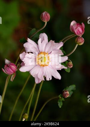 Gros plan d'un petit Anemone x hybrida une petite plante de jardin à fleurs herbacée d'anémone japonaise rose. Banque D'Images