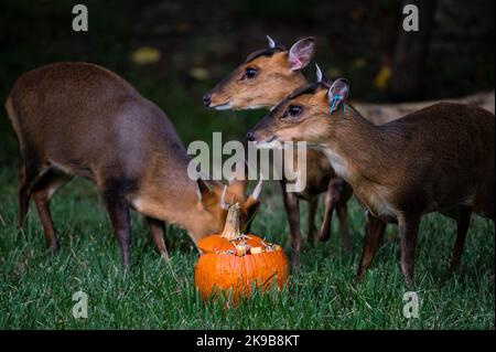 Madrid, Espagne. 27th octobre 2022. Muntjacs mangeant une citrouille dans son enceinte au zoo de Madrid. Certains animaux reçoivent des citrouilles farcies de fruits dans le cadre de la fête d'Halloween dans le zoo. Credit: Marcos del Mazo/Alay Live News Banque D'Images