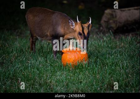 Madrid, Espagne. 27th octobre 2022. Un muntjac mangeant une citrouille dans son enceinte au zoo de Madrid. Certains animaux reçoivent des citrouilles farcies de fruits dans le cadre de la fête d'Halloween dans le zoo. Credit: Marcos del Mazo/Alay Live News Banque D'Images