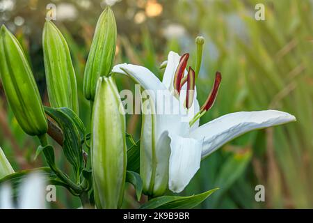 Lys blancs fleuris avec des bourgeons prêts à fleurir Banque D'Images