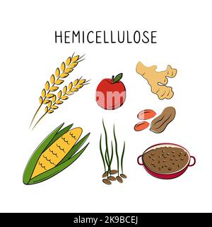 Aliments contenant de l'hémicellulose. Groupes de produits sains contenant des vitamines et des minéraux. Ensemble de fruits, légumes, viandes, poissons et produits laitiers Illustration de Vecteur