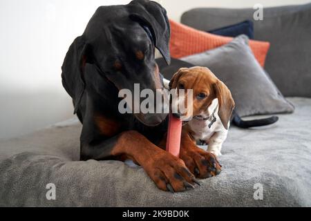 Les chiots Doberman et Dachshund miniature partagent leurs coches tout en étant assis sur un canapé à la maison Banque D'Images