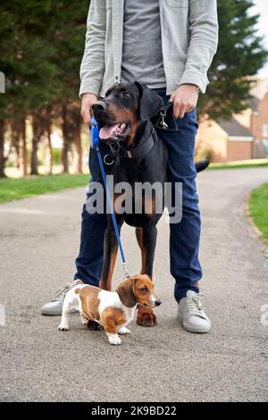 Doberman Pinscher et petits chiens de Dachshund debout avec le propriétaire pendant une promenade Banque D'Images