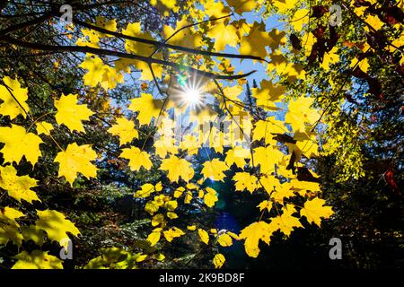 Feuillage d'automne coloré avec des rayons de soleil rayonnant à travers les feuilles Banque D'Images