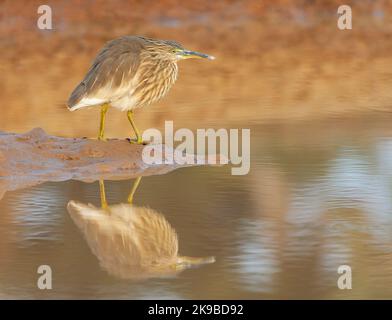 Indian Pond Heron (Ardeola grayii) en Inde. Banque D'Images