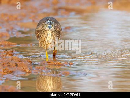 Indian Pond Heron (Ardeola grayii) en Inde. Banque D'Images