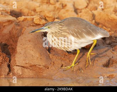 Indian Pond Heron (Ardeola grayii) en Inde. Banque D'Images