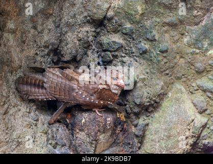 Oilbird (Steatornis caripensis) lors d'un roost de jour en Équateur. Connu localement sous le nom de guácharo. Banque D'Images