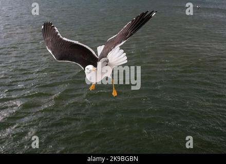 Petit Mouette à dos noir (Larus fuscus) sur l'île de Wadden Texel, pays-Bas. Banque D'Images