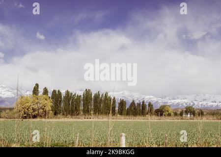 La campagne Argentine à Mendoza Banque D'Images