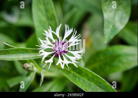 La fleur de Centaurea montana. Également connu sous le nom de cœur violet Banque D'Images