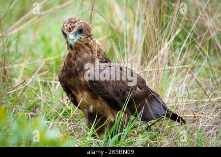 L'aigle de la bateleur juvénile (Terathopius ecaudatus) au sol. La chair sur son visage est de l'article sur lequel elle se nourrit. Mpumalanga. Afrique du Sud. Banque D'Images