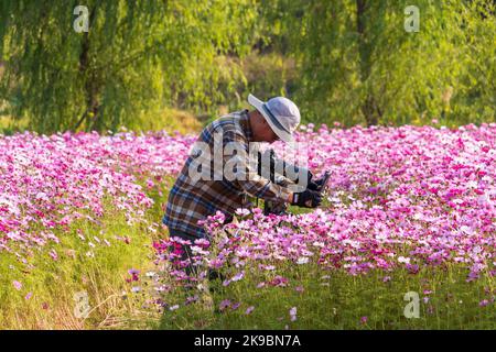 Goyang, Corée du Sud. 27th octobre 2022. Un touriste prend des photos dans un jardin cosmos à Goyang, Corée du Sud, 27 octobre 2022. Credit: James Lee/Xinhua/Alay Live News Banque D'Images