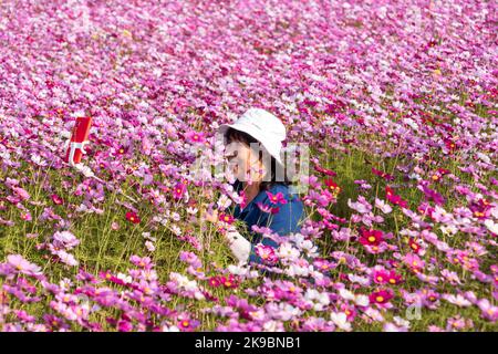 Goyang, Corée du Sud. 27th octobre 2022. Un touriste prend des selfies dans un jardin cosmos à Goyang, Corée du Sud, 27 octobre 2022. Credit: James Lee/Xinhua/Alay Live News Banque D'Images