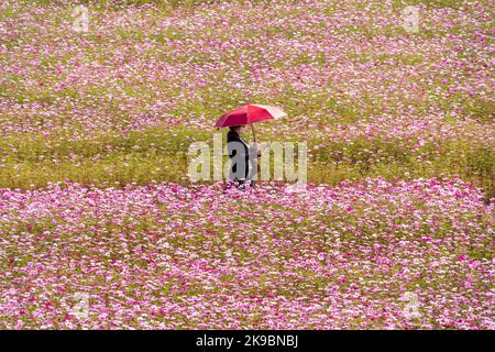 Goyang, Corée du Sud. 27th octobre 2022. Une vue touristique cosmos fleurit dans un jardin cosmos à Goyang, Corée du Sud, 27 octobre 2022. Credit: James Lee/Xinhua/Alay Live News Banque D'Images