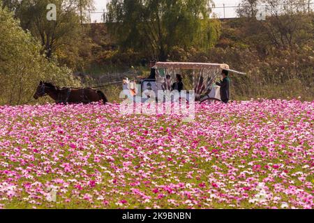 Goyang, Corée du Sud. 27th octobre 2022. Les touristes apprécient une promenade en calèche dans un jardin cosmos à Goyang, Corée du Sud, 27 octobre 2022. Credit: James Lee/Xinhua/Alay Live News Banque D'Images