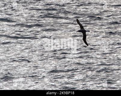 Albatros de Buller du Nord, Thalassarche bulleri platei, en mer vers les îles Chatham, Nouvelle-Zélande. Avec rétroéclairage puissant. Banque D'Images