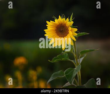 Un seul tournesol dans la lumière du matin. Banque D'Images