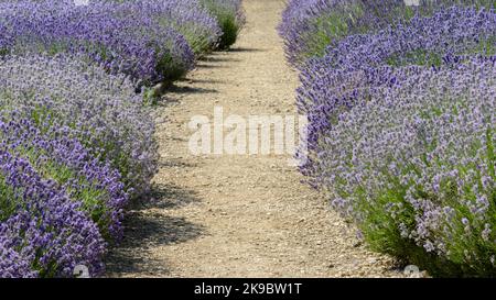 Les buissons de lavande violets (Lavandula angustifolia) offrent une bordure parfumée pour un chemin de gravier dans un jardin de campagne Banque D'Images