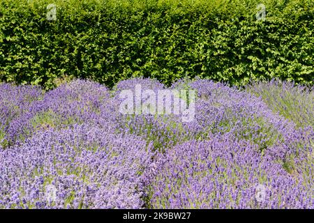 Les arbustes de lavande violets parfumés (Lavandula angustifolia) offrent des couleurs et un contraste dans un jardin de campagne Banque D'Images