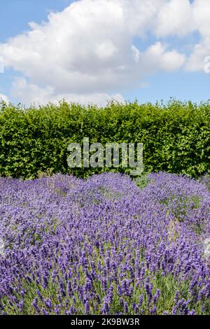 Les arbustes de lavande violets parfumés (Lavandula angustifolia) offrent des couleurs et un contraste dans un jardin de campagne Banque D'Images