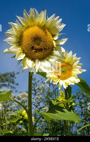 Crème blanche, tournesol, jardin, tournesols, tige Helianthus annuus Banque D'Images