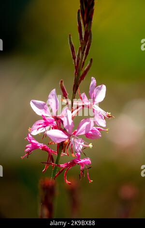 Portrait de la fleur rose Gaura lindheimeri sur la tige dans le jardin Oenothera lindheimeri Banque D'Images