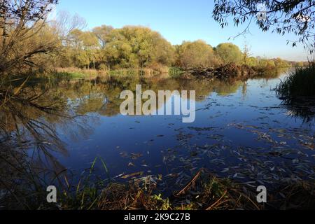 Paysage calme avec un arrière-plan tranquille avec de l'eau encore et une végétation dense autour d'un jour ensoleillé dans un automne doré Banque D'Images